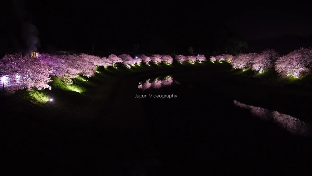 みなみの桜と菜の花まつり 夜桜ライトアップ