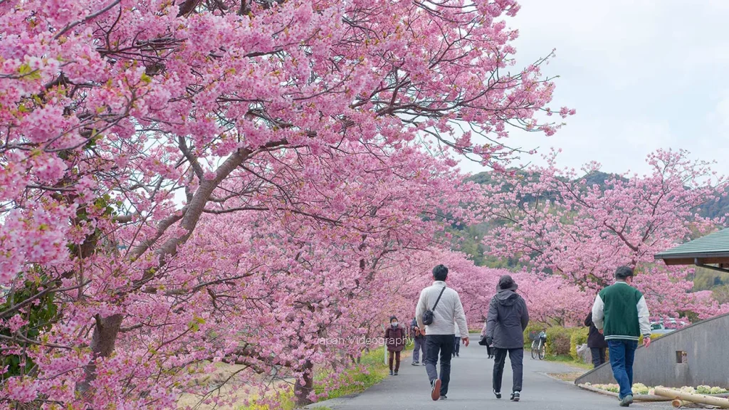 静岡県南伊豆町 みなみの桜と菜の花まつり