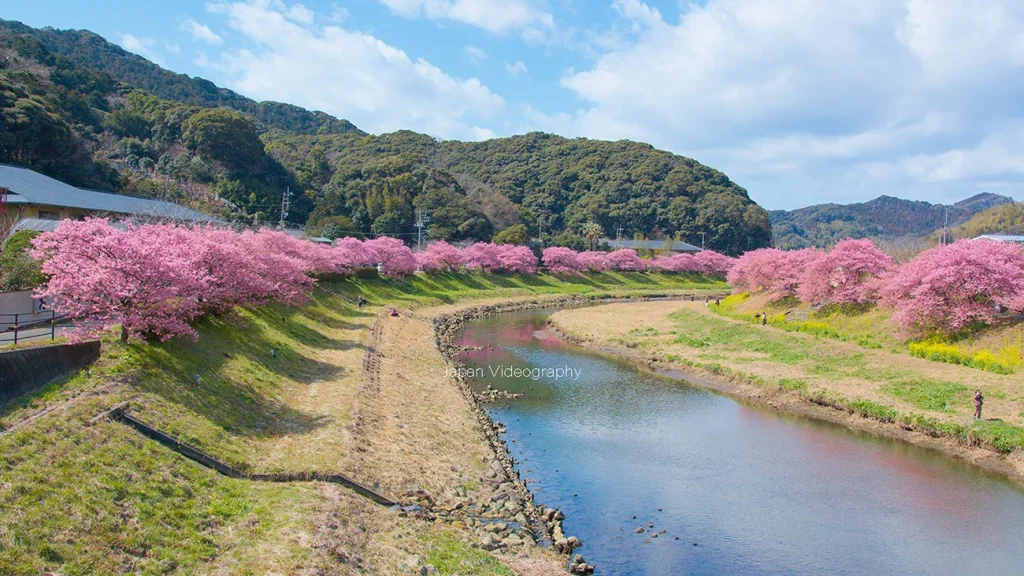 静岡県南伊豆町 みなみの桜と菜の花まつり