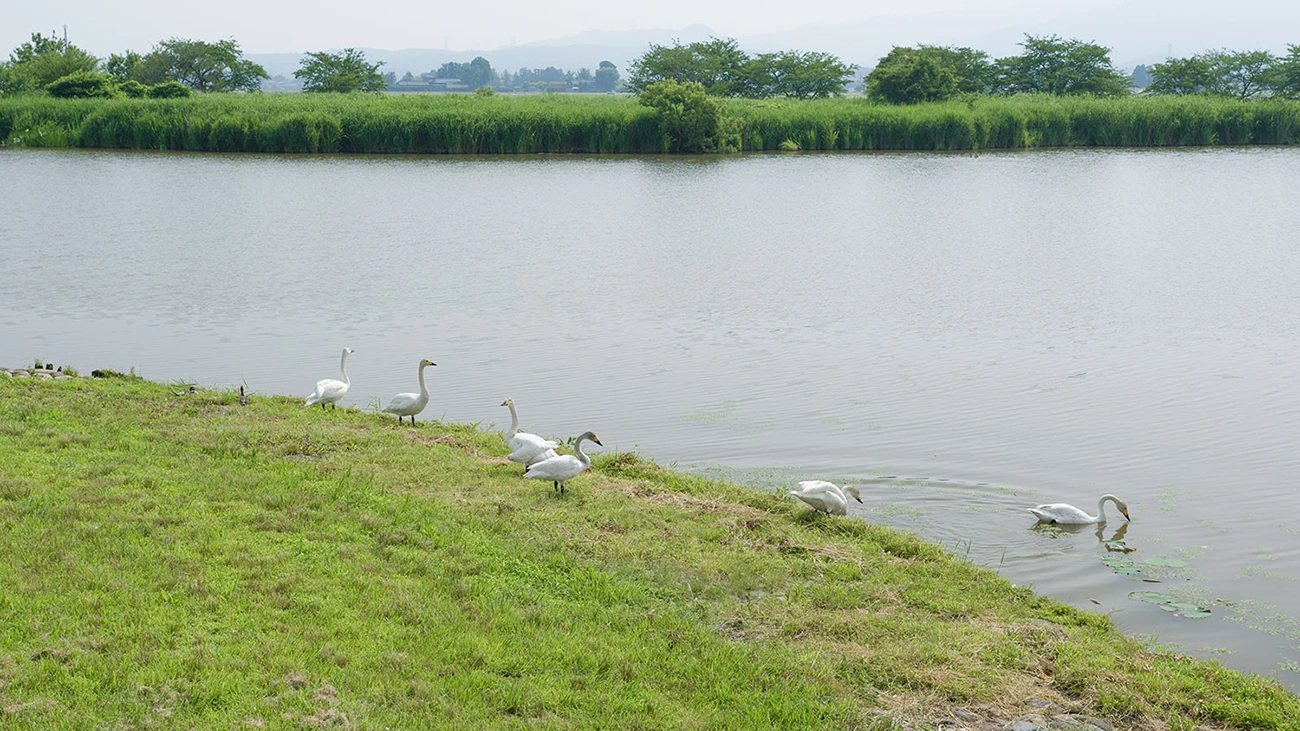 白鳥が集まる新潟県阿賀野市の瓢湖