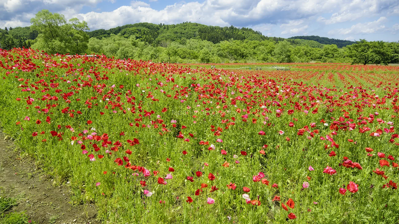 国営みちのく杜の湖畔公園 初夏の花フェスタ 2023が開催 | 宮城県川崎町